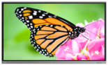 Pantalla Interactiva Procolor 75